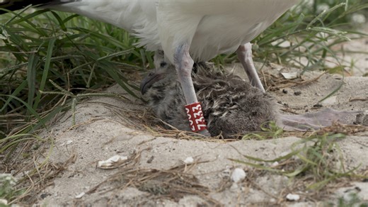 ❤️😍💞 Wisdom, the world’s oldest known wild bird, returned to her nest on Midway Atoll National Wildlife Refuge last week to meet and care for her week-old chick. At an approximate age of 74, the legendary queen of seabirds is estimated to have produced 50-60 eggs and as many as 30 chicks that fledged in her lifetime, according to local staff. Like other Laysan albatross, or mōlī in Hawaiian, Wisdom returns to the same nesting site each year on the atoll in the outer northwestern edge of the Ha