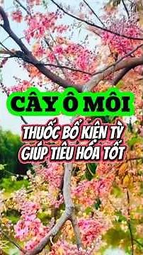 The bamboo plant is a tonic for the spleen, helping with good digestion and appetite.