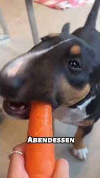 Der Bullterrier – ein Hund aus einem anderen Universum