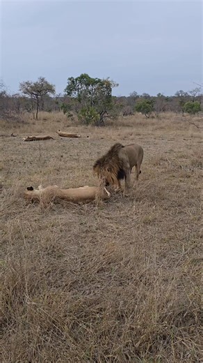314K views · 3.4K reactions | Reproductive Readiness: The primary reason male lions perform the flehmen grimace after sniffing female urine is to gauge her reproductive status. The chemical composition of the urine can indicate whether a female is in estrus (heat) and ready to mate. #safari #naturelovers #lion #krugernationalpark #wildlife | Shaun Etsebeth Photo Safaris | Facebook