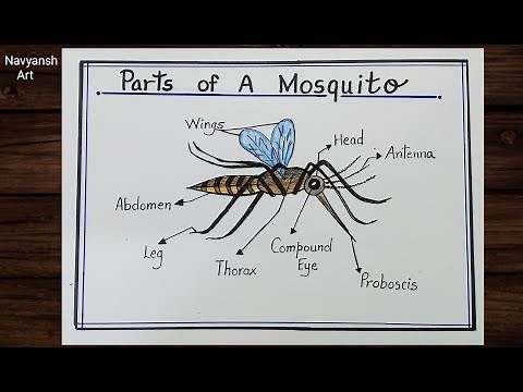 Mosquito labelled diagram drawing / How to draw parts of A Mosquito step by step / Mosquito diagram