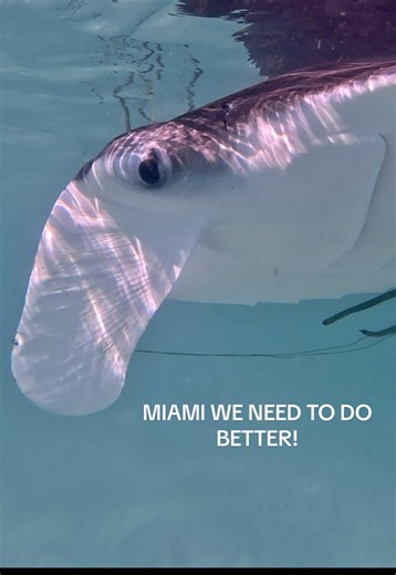 Protect Manta Rays: A Call to Action for Miami