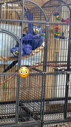 Hyacinth Macaw Season: Love, Babies, and Cloaca Kissing