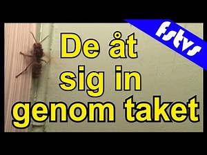 Bålgetingar överallt i huset
