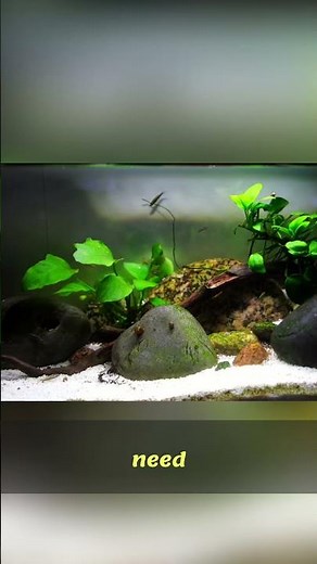 Aquarium Scaping: Tank Size & Wood Fitting Guide