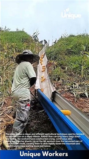 Genius Way Farmers Move Corn Down a Steep Mountain