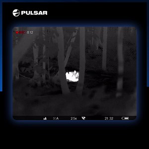 What a sight! The Night Vision Show got lucky to spot three gorgeous resting wolves, and we're lucky he had his Helion 2 XP50 to record the view and share with us. | Pulsar