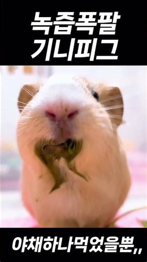 기니피그 녹즙기 하루중 제일 행복한 시간 #기니피그 #guineapig #shortvideo