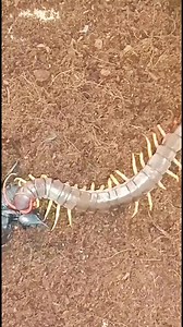 28K views · 374 reactions | don't underestimate Scolopendra subspinipes #centipede #foryou #insects #scorpion | Insects wars | Facebook