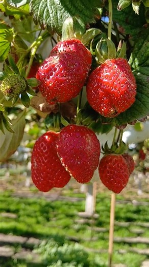 Beautiful strawberry fruits🍓🍓🍓 in the farm