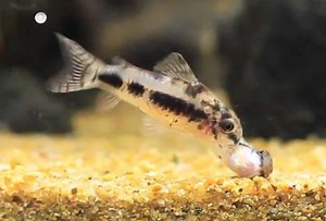 De 8 Stappen in het kweken van Corydoras - AquaInfo