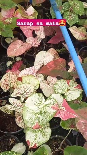 Some of my caladium collection😍 #heidysgarden #gardening #farmgirl | Heidy Adavan Demegillo-Oclarit
