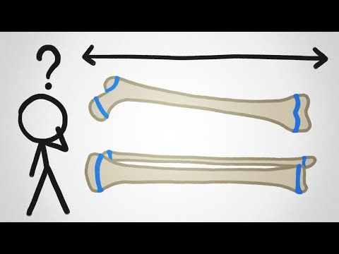 Why Don’t Our Bones Keep Growing Forever?