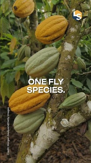 A looming 'insect apocalypse' could endanger global food supplies. Can we save them in time?