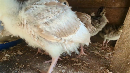 Ridley Bronze and bourbon red turkey poults for our coops. | Cajun Creek Farm
