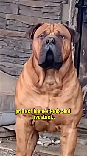 Boerboel - Power Dog from South Africa