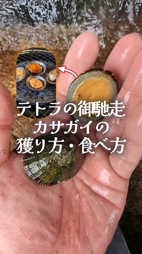 野生の初老(山菜 キノコ 植物 生物 魚 貝) | テトラの御馳走カサガイ捕り方・食べ方 #海 #貝 #テトラ #レシピ #カサガイ | Instagram
