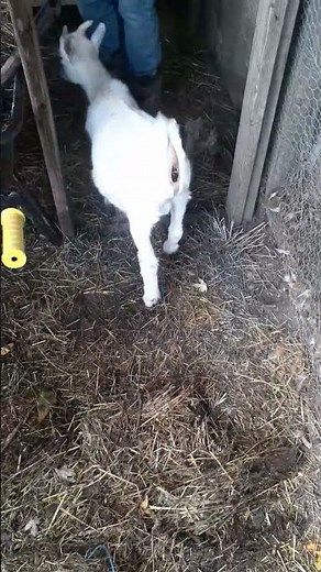 goats pooping as well clean... really
