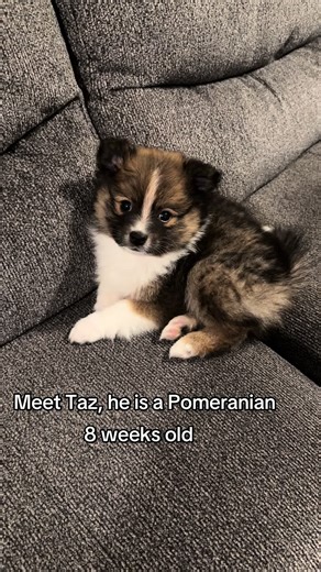 I finally got my dream dog at 33 years old! I’ve wanted a Pomeranian sense I was 6 years old. #puppylove #pomeranian #puppytiktok #petsoftiktok #flintmichigan