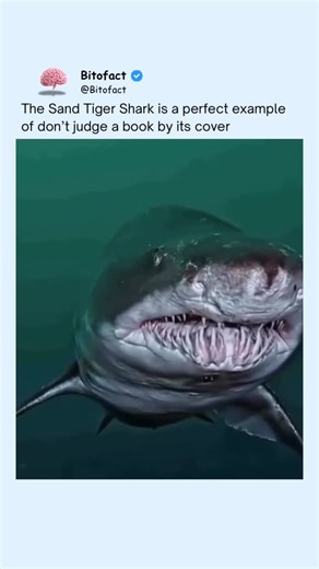 Bitofact | Educational Facts and Videos on Instagram: "The sand tiger shark looks terrifying at first glance, with rows of jagged teeth always on display, even when its mouth is closed. That scary appearance comes from teeth that stick outward to help grip slippery prey, not from aggression toward humans. Despite its looks, the sand tiger shark is one of the least dangerous sharks to people. It is slow moving, relatively calm, and prefers hunting fish near the ocean floor rather than interacting