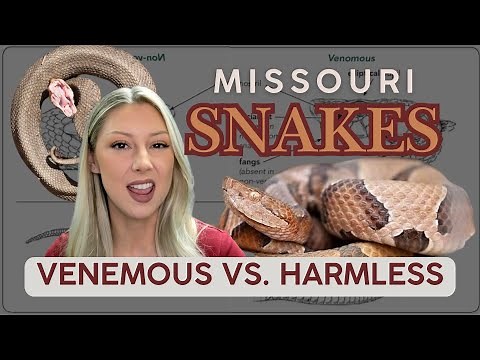 How to spot venomous snakes in Missouri: Safety tips for summer