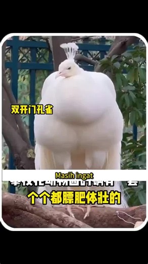 Haiwan Paling Kenyang di Zoo Negara Malaysia — Mana Paling Mengejutkan?