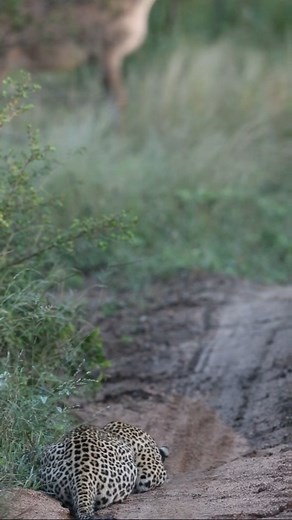 Francois Fourie on Instagram: "This Kudu was at the wrong place at the wrong time... As we sat and watched this female leopard showcase the incredible stalking capabilities they poses we realized once again hiw difficult it is out there in nature. Perfectly posed and positioned what happens next? We truly had some incredible moments @lionsandsgamereserve last week this being one of the highlight. Follow for more Safari moments 👉 @ffwildlife_photography #WildlifeOnEarth #WildlifeAddicts #Wildlif
