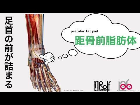 足首の前が詰まる 「距骨前脂肪体」