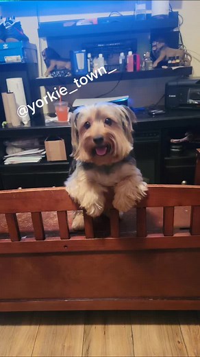 Yorkie_town_ on TikTok
