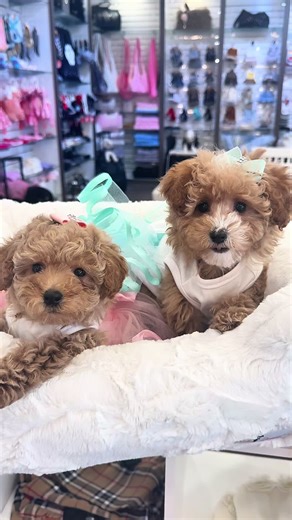 Adorable Tiny Poodle Puppies Playing Together