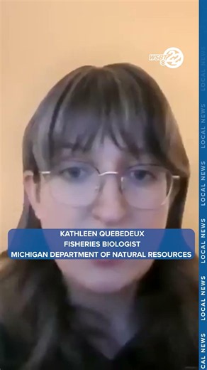 Michigan DNR issues warning about invasive red swamp crawfish