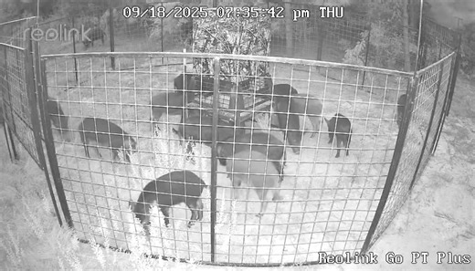 263K views · 2.4K reactions | Can’t wait for this drop!  Hog Brothers Traps are built to handle the biggest sounders — tough steel, camera-controlled gates, and a 5-year warranty that proves we stand behind every trap. When it comes to hog problems, you know who to call.  HogBrother.com #HogBrothers #WildHogControl #PigDrop #TexasStrong #BuiltTough #BoarWars #FarmLife #PigProblemsSolved #LandManagement | Hog Brothers | Facebook