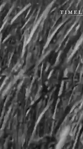 58K views · 692 reactions | Barbarossa Plan: Germany's Initial Invasion Strategy | Timeline - World History | Facebook