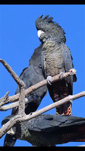 Beautiful Birds of the Wild | Nature Documentary 4K #birds #birdtrend #wildanimals #wildlife