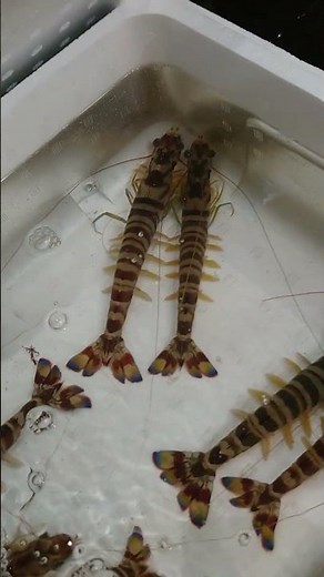 【魚屋のおっチャンネル】千葉県は富津産、東京湾の天然クルマエビ！