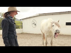 The how and why of loose schooling a horse – the basics