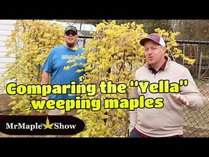 Comparing Three Different Yellow Weeping Japanese Maple Cultivars