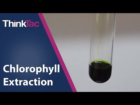 Chlorophyll Extraction | ThinkTac | Science Experiment