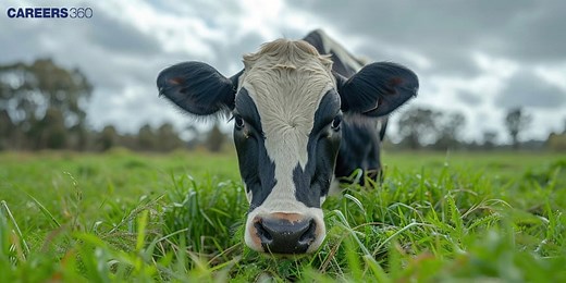 Digestion in Ruminants: Process, Stomach & NEET Notes