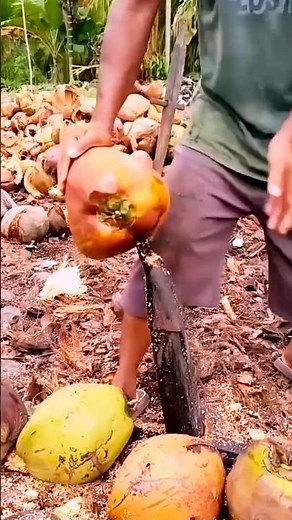 Smart Coconut Opening Hack – Easy & Quick Way to Open Coconuts! #shorts