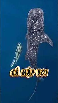 Cá Mập Voi - Loài cá lớn nhất hành tinh vẫn còn sống #camapvoi #loaicalonnhat #shorts