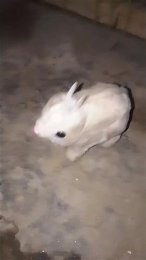 Bunny's Remote Control Fix: 5 Quick Solutions That Work