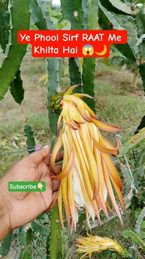 Ye Phool Sirf RAAT Me Khilta Hai 😱🌙 #shorts #DragonFruit #DragonFruitFlower #NightBloomingFlower