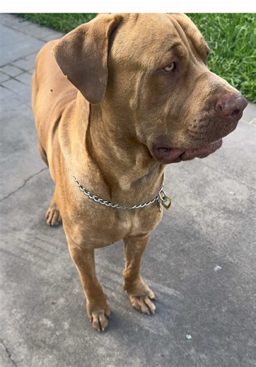 Understanding the Deep Bark of Bandogs and Pitbulls