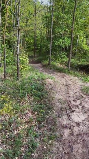 Summer Forest When Your Day Feels Heavy