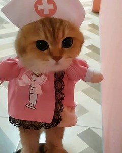 197K views · 3.4K reactions | The prettiest nurse ever <3 ( By : Johanandhiscats Studio ) | Cats For Love | Facebook