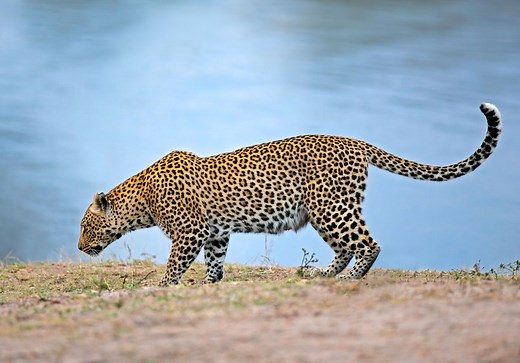 What’s the Difference Between a Cheetah and a Leopard? | Explained, Speed, Spots, & Facts | Britannica