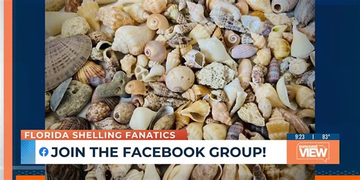 National Seashell day!