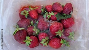 Rotten strawberries. Mold on berries. Rotten product. Spoiled food. Rotten berries. Fruits with mold. Mold fungus. Broken strawberry surface. Moldy product.