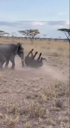 Epic Elephant vs Buffalo Showdown – RAW Savanna Battle Caught on Camera. 🐘vs🐃